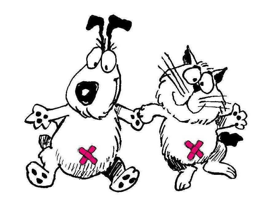 Debrecen Állatorvos Ivartalanítás Kutya Macska macska ivartalanítás